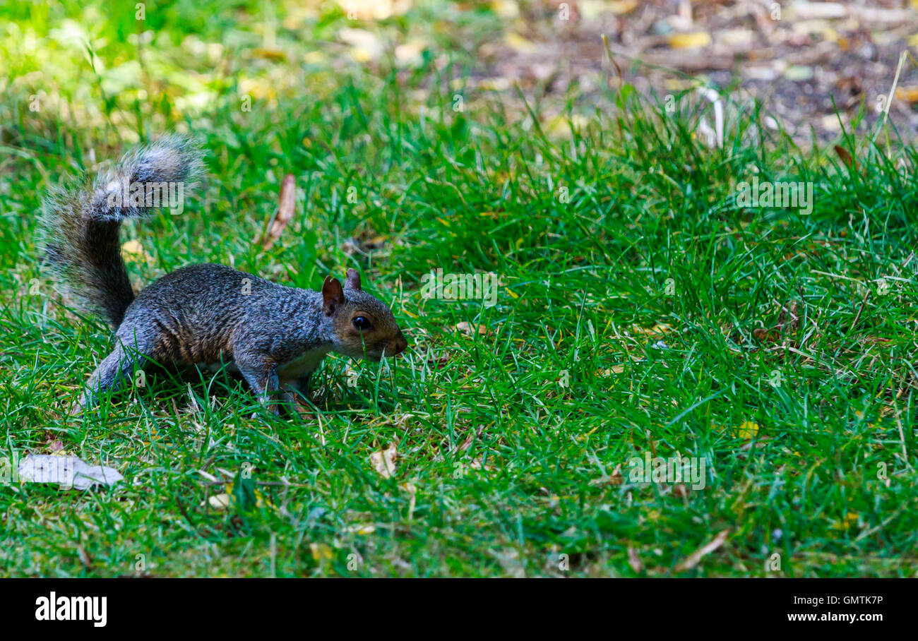 Brown Squirrel, running along the grass in Hyde Park London looking for nuts and other food. Stock Photo