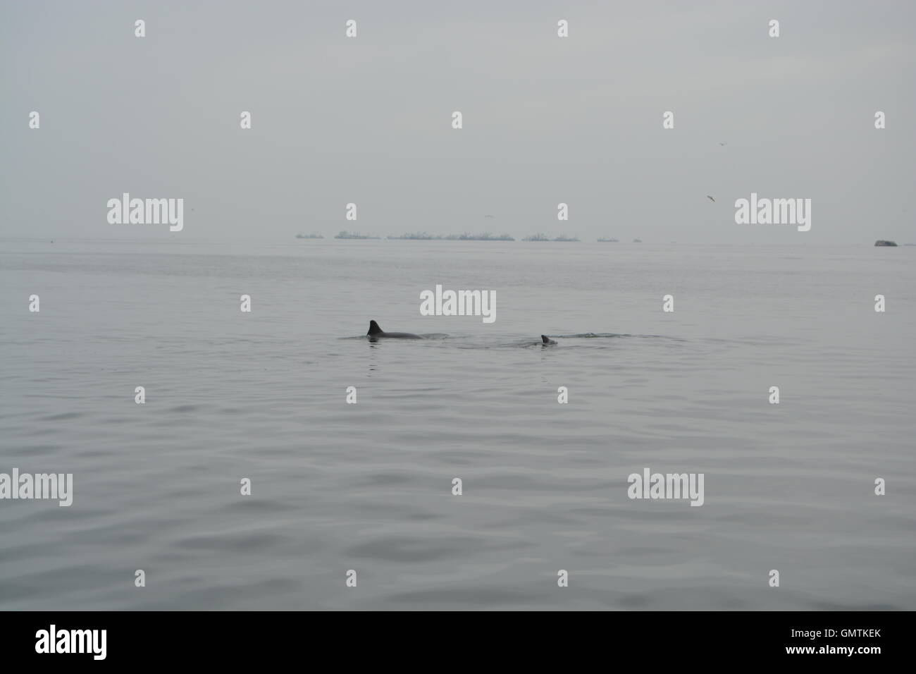 Ballestas Islands, Paracas, Peru Stock Photo - Alamy