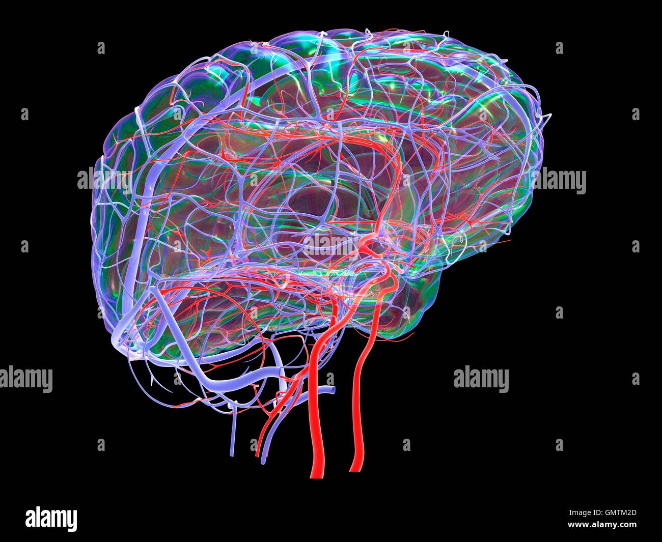 Brain vascular system and blood supply. Artwork showing the brain with arteries (red) and veins (blue). Stock Photo