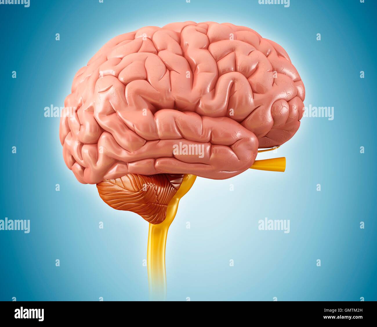 Illustration of human brain Stock Photo - Alamy