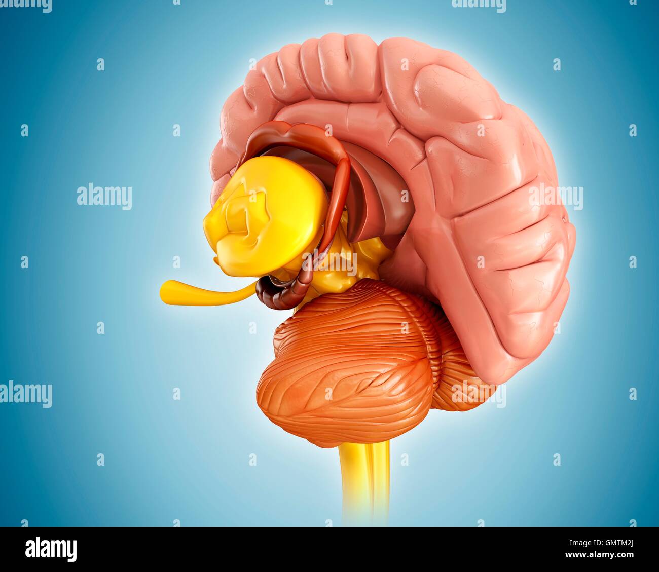 Illustration of human brain Stock Photo - Alamy