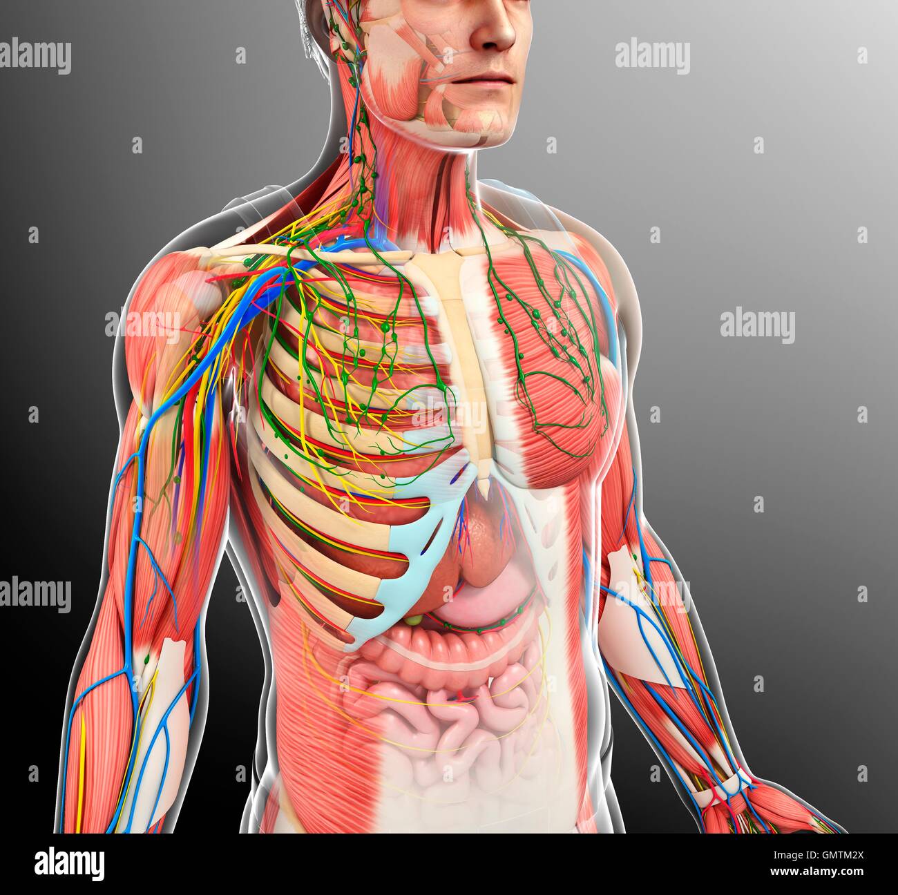 Page 2 Male Torso Anatomy High Resolution Stock Photography And Images Alamy