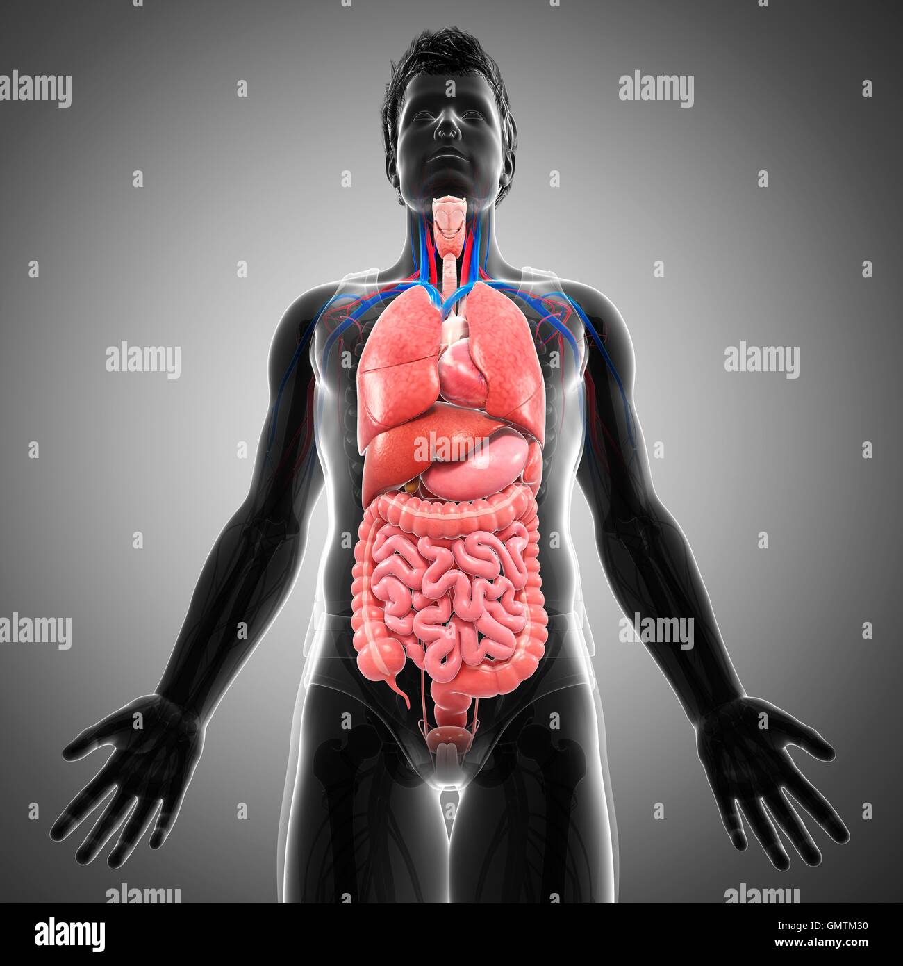 Male internal organs hi-res stock photography and images - Alamy