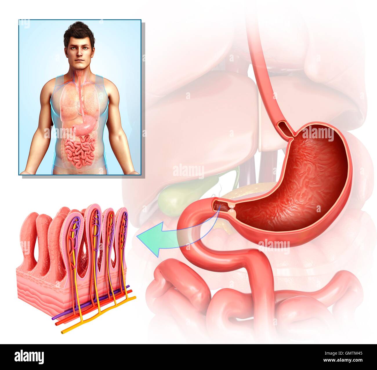 Illustration of the stomach and small intestinal cross-section Stock ...