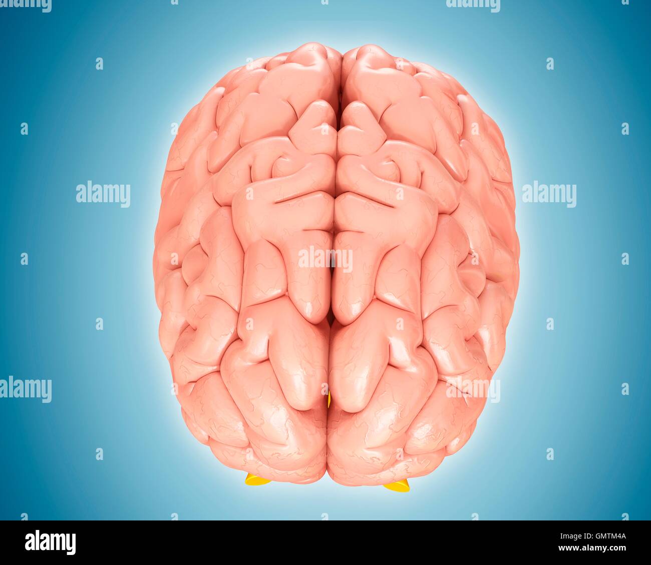Illustration of human brain Stock Photo - Alamy