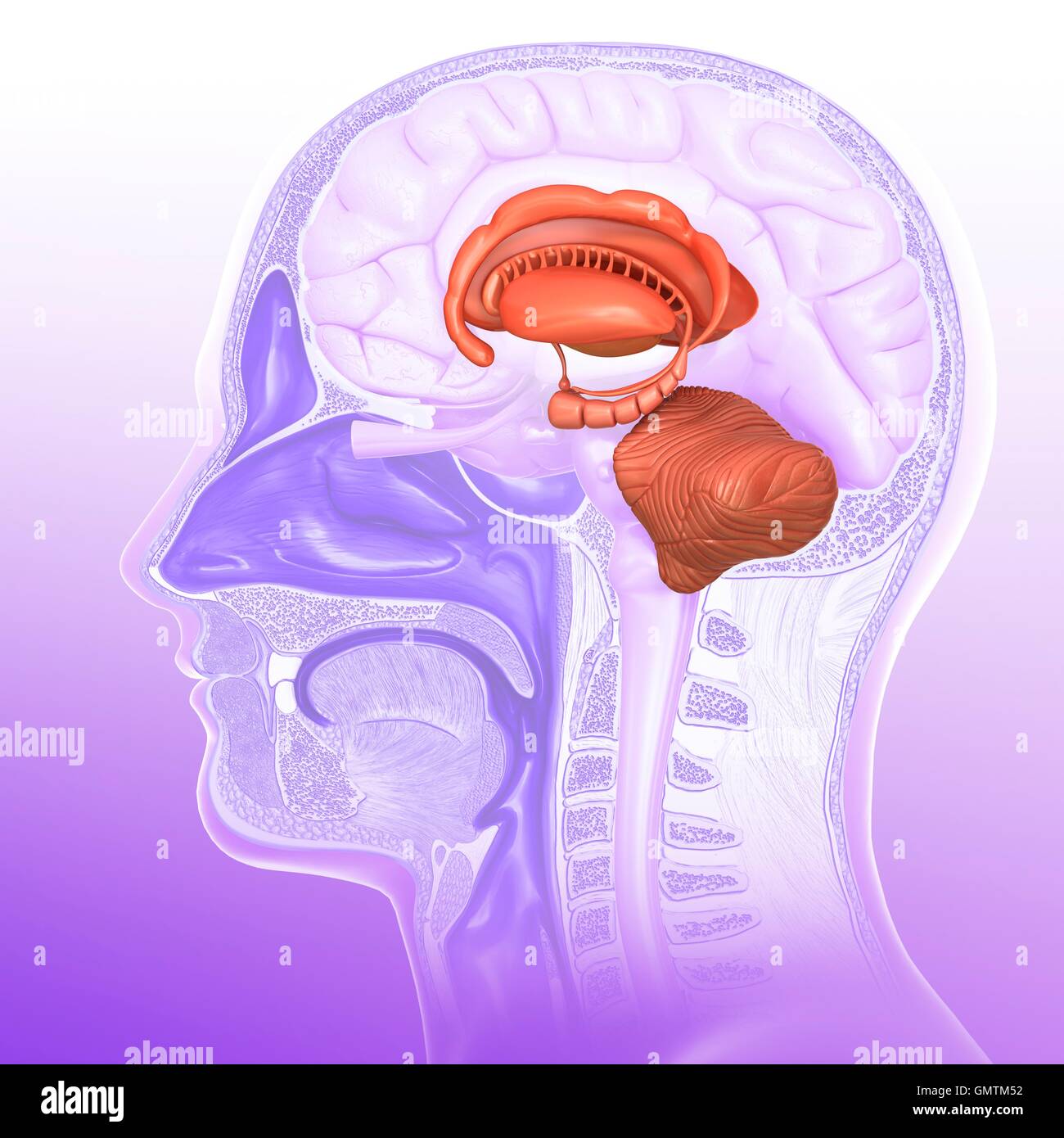 Illustration of human brain anatomy Stock Photo Alamy
