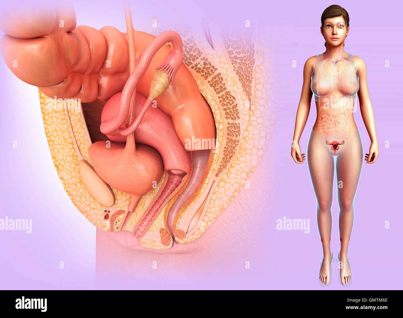 Illustration of female reproductive system Stock Photo - Alamy