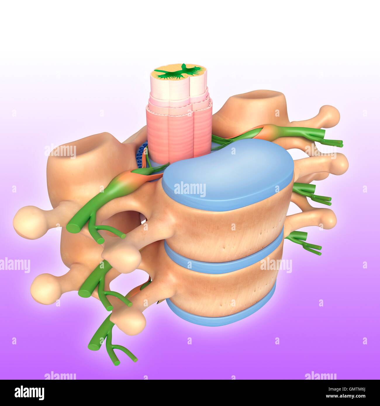 Illustration of human vertebrae. Stock Photo