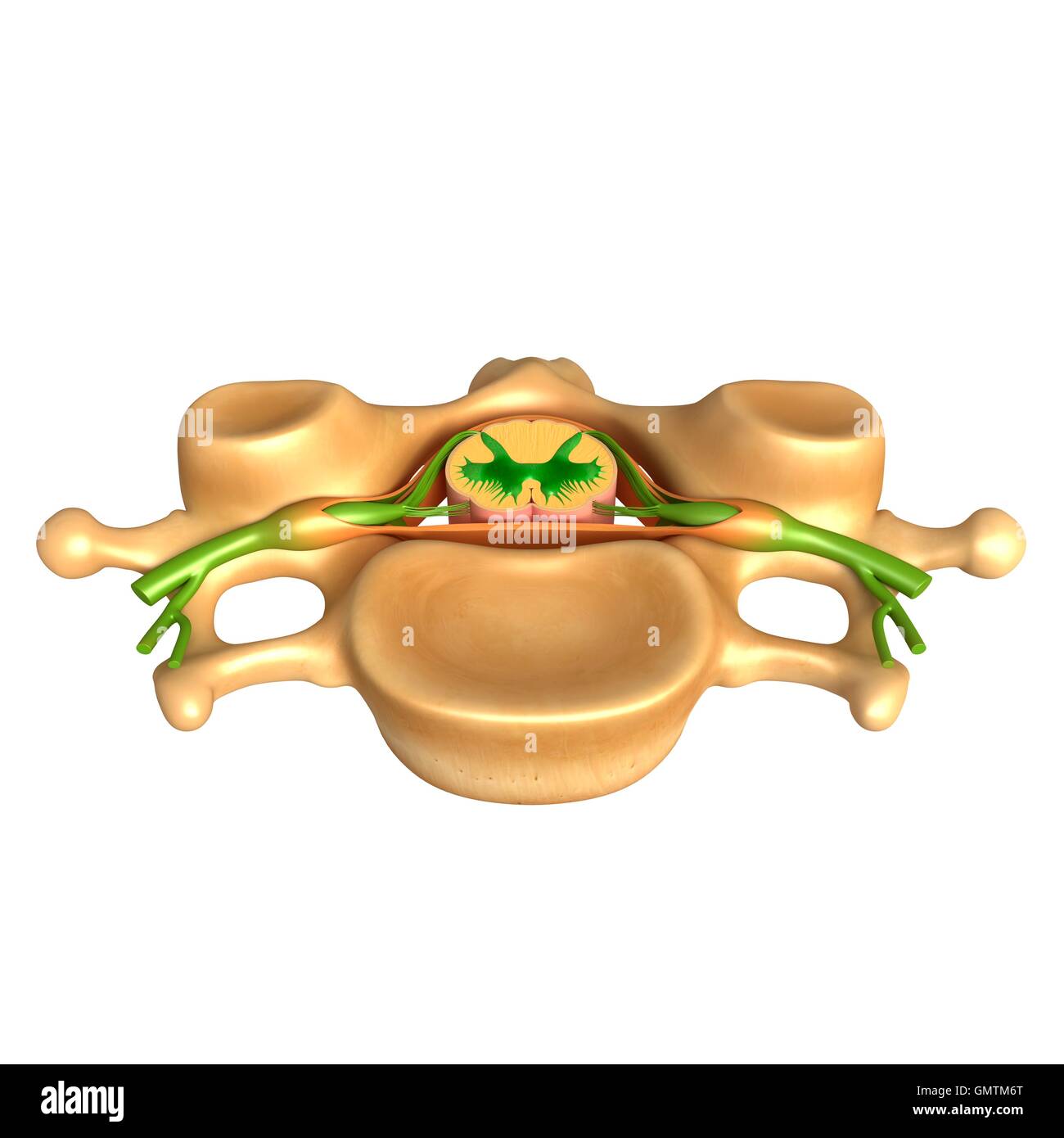 Illustration of human vertebral structure. Stock Photo