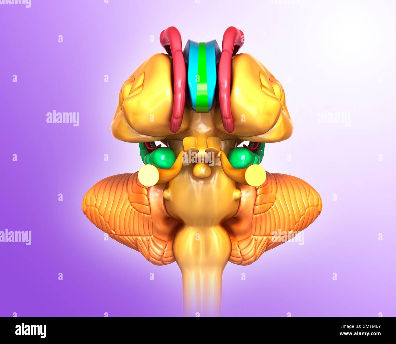 Illustration of human brain Stock Photo - Alamy