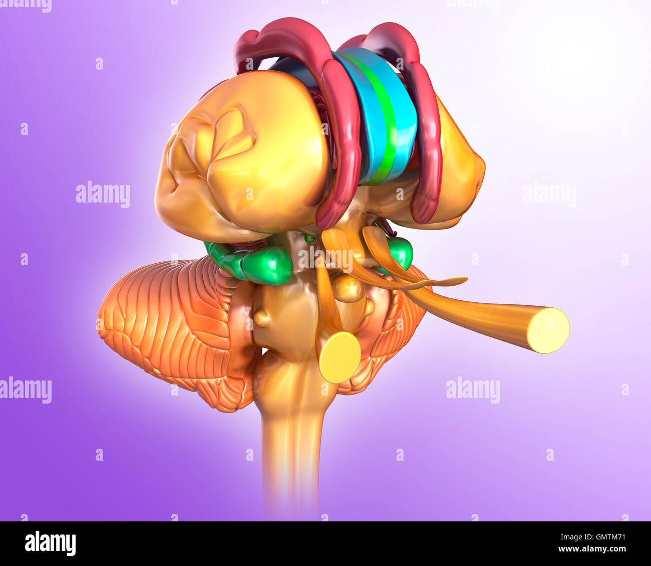 Illustration of human brain Stock Photo - Alamy