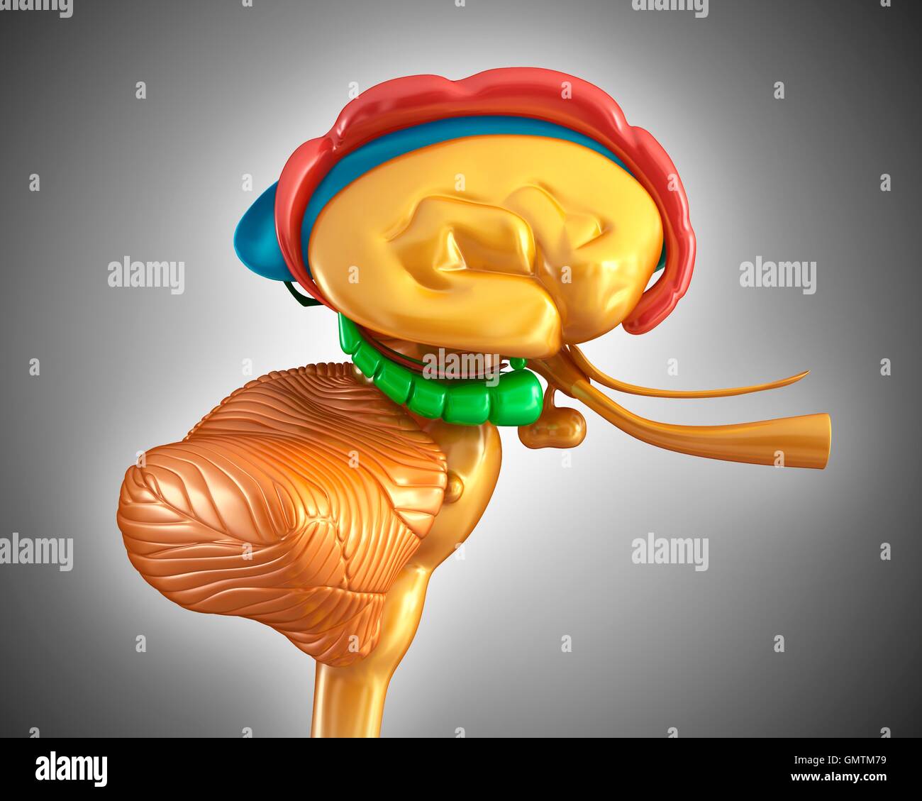 Illustration of human brain Stock Photo - Alamy