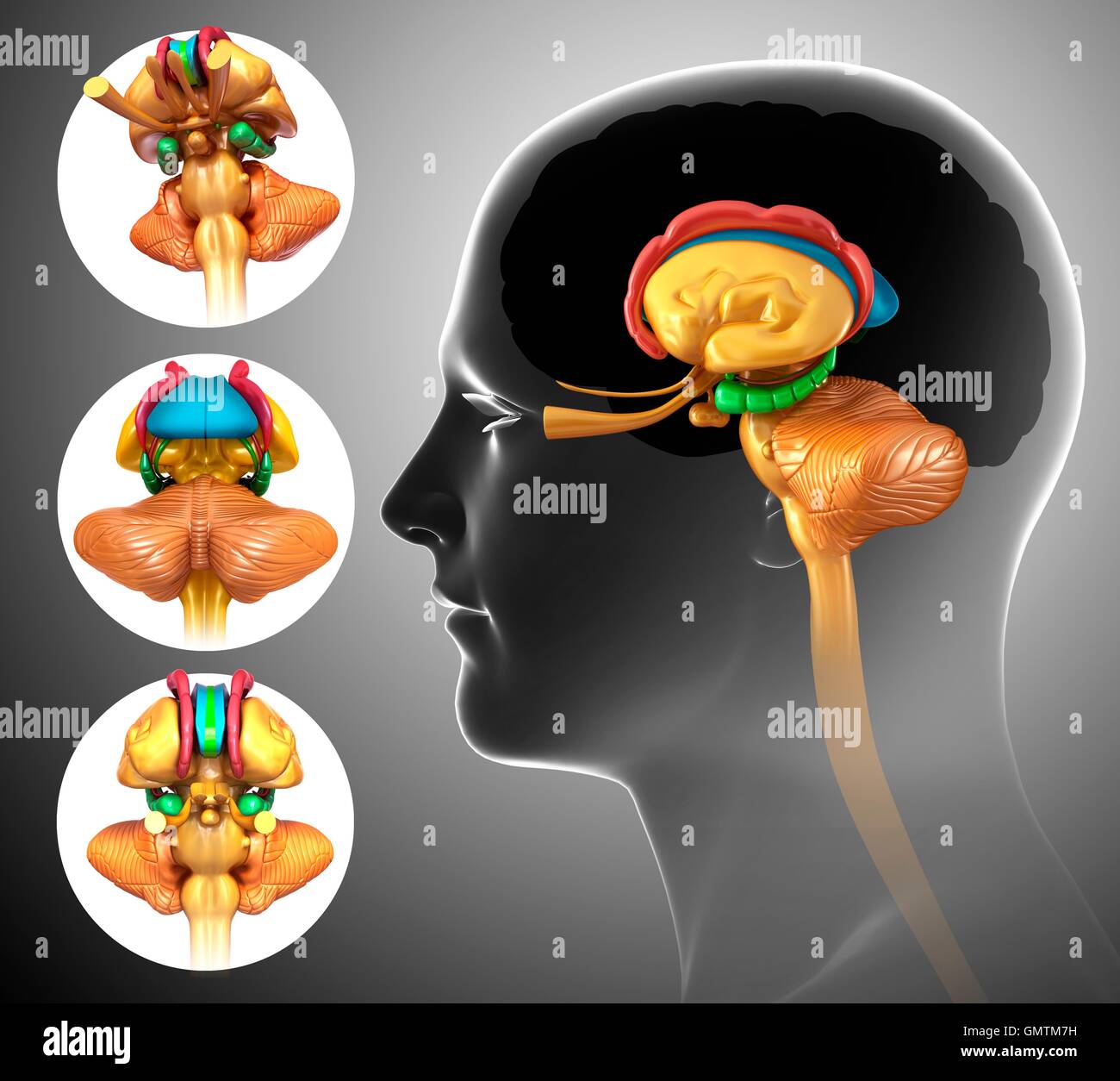 Illustration of human brain Stock Photo - Alamy