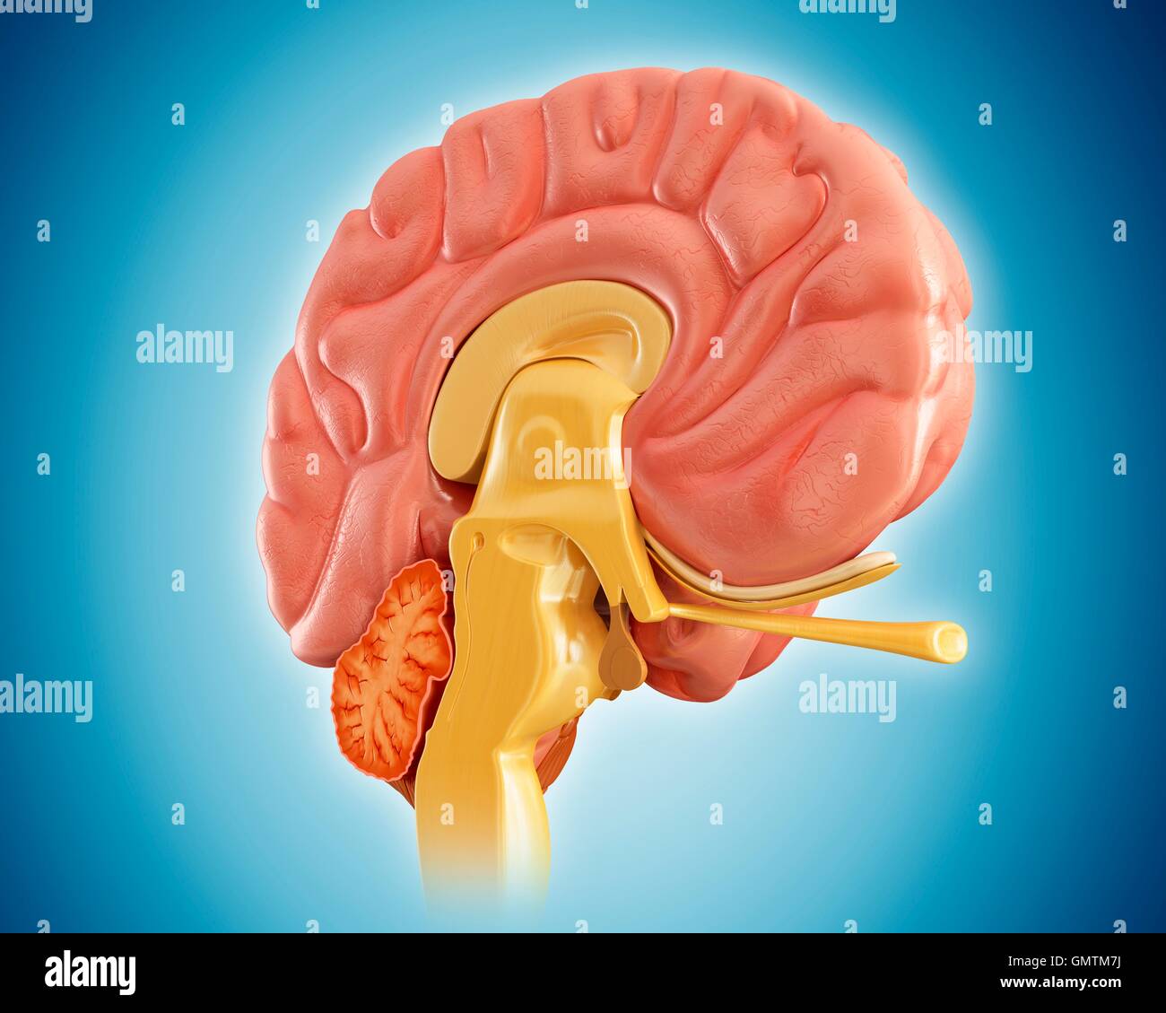Illustration of human brain Stock Photo - Alamy