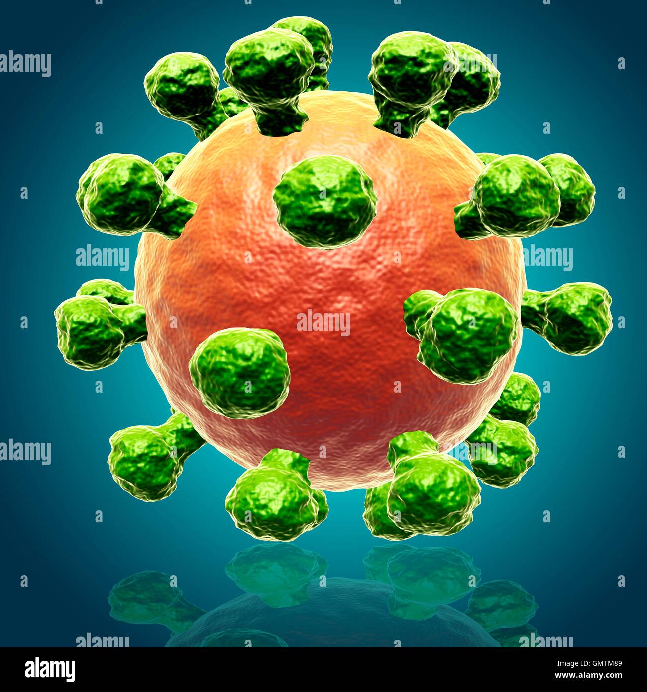 Rhinovirus, cause of common cold, illustration. Stock Photo