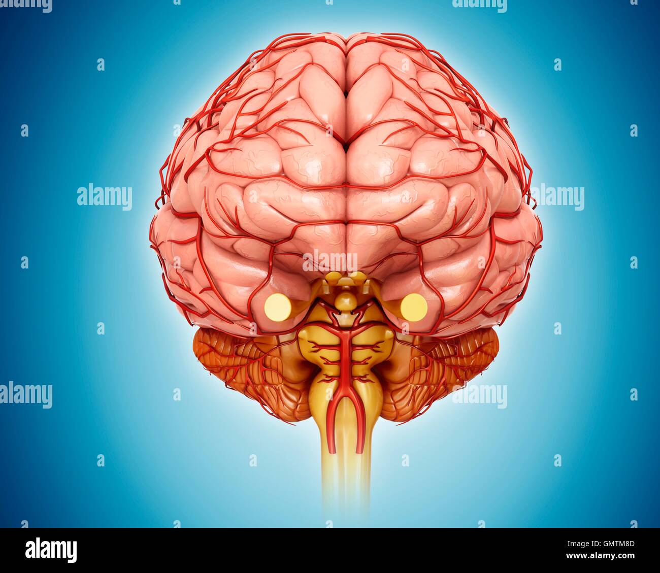 Illustration of human brain Stock Photo - Alamy