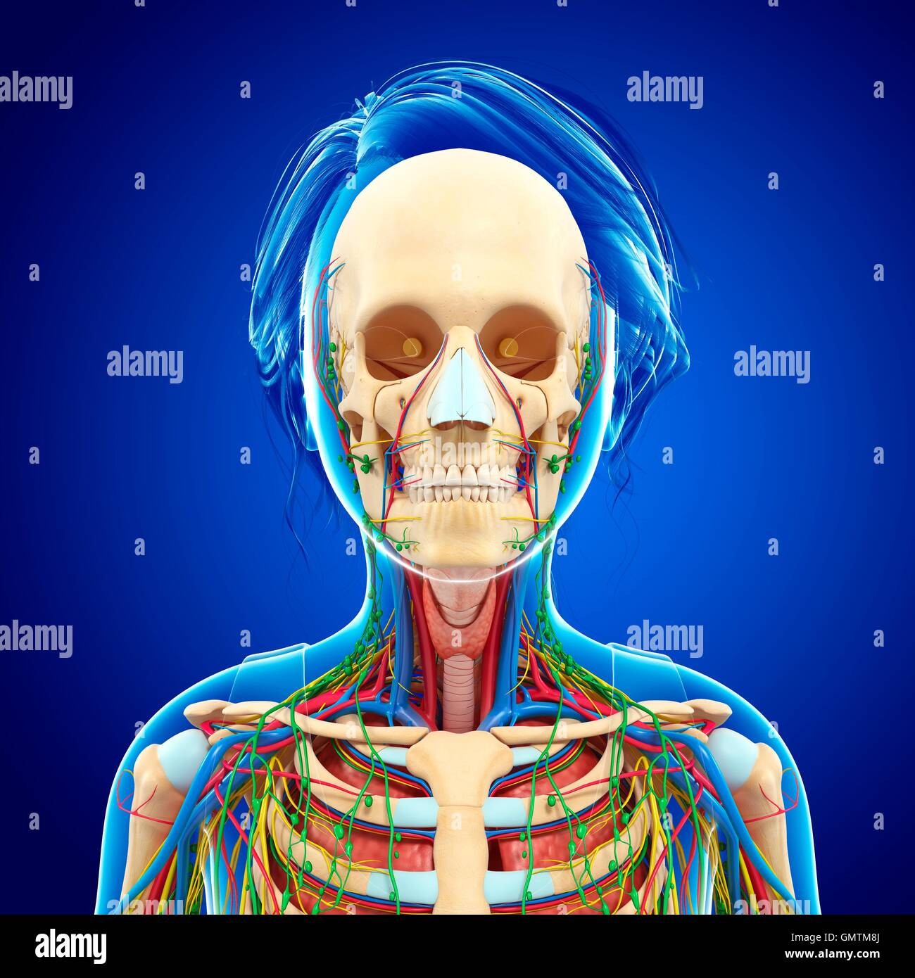 Illustration of head and shoulder anatomy Stock Photo Alamy