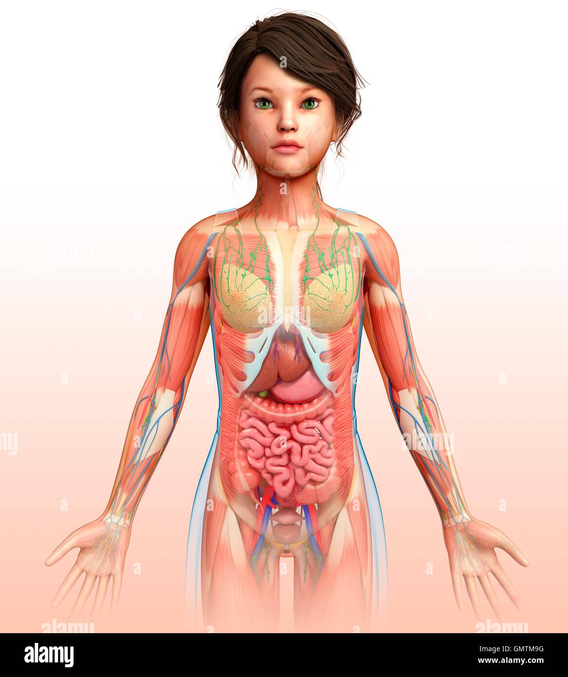 Human body systems, Human anatomy and physiology, Human anatomy