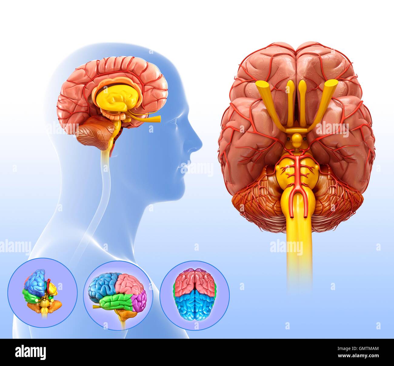 Illustration of human brain Stock Photo - Alamy