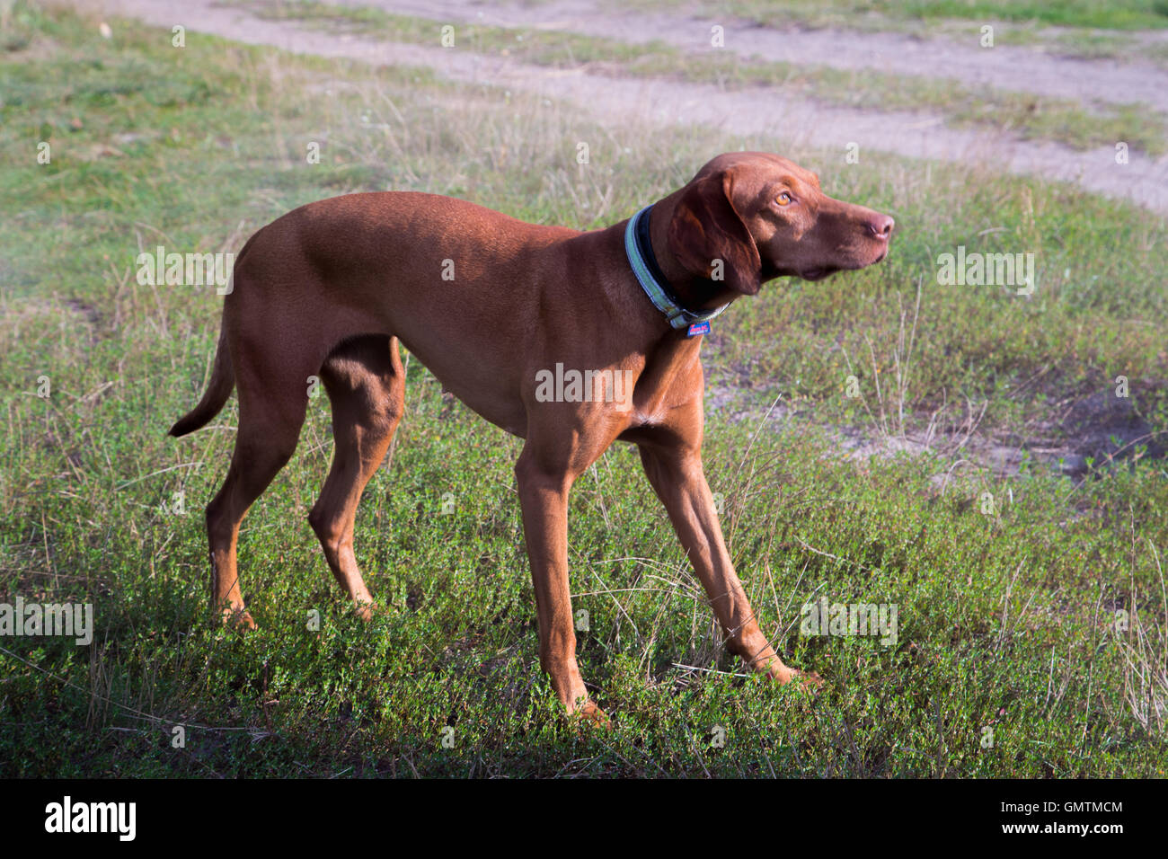 A Brown Weimaraner Dog, Outdoors. - Ein brauner Weimaraner Stock Photo - Alamy