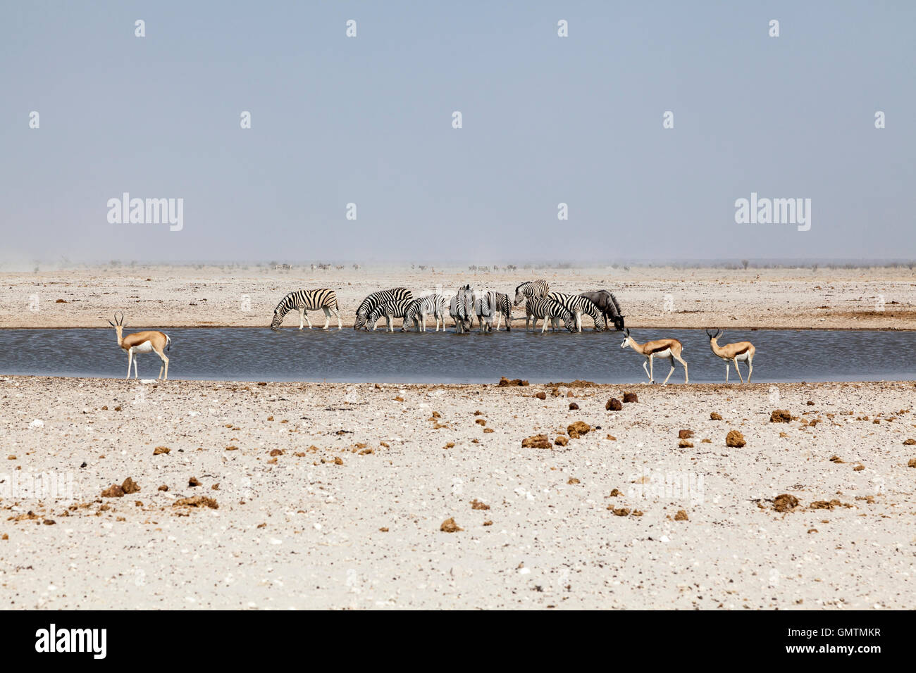 Zebras drinking at waterhole with springboks, Etosha National Park, Namibia Stock Photo