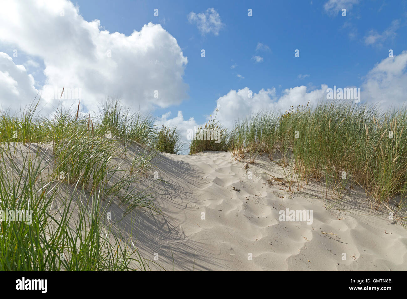 dunes, Utersum, Foehr Island, North Friesland, Schleswig-Holstein, Germany Stock Photo