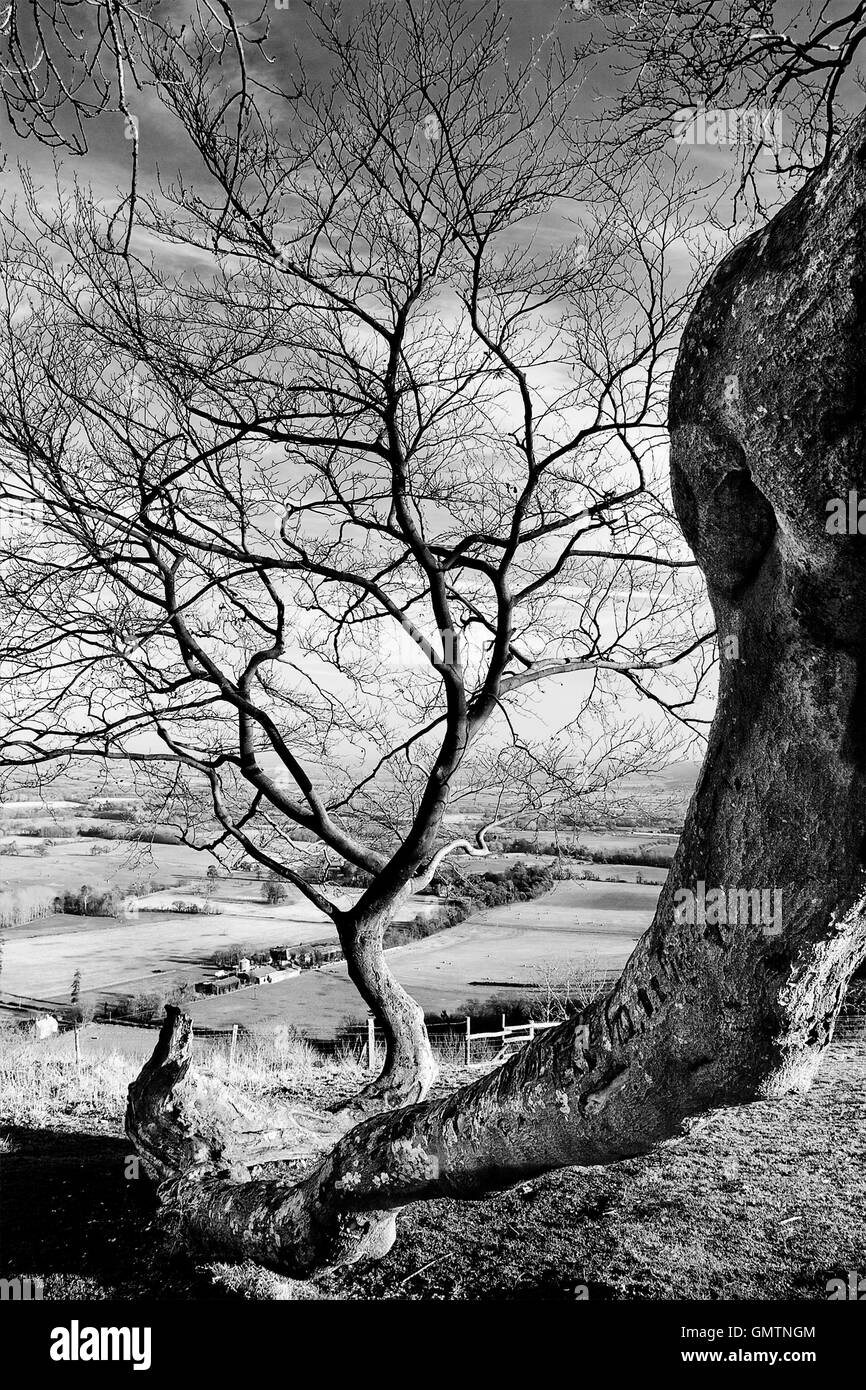 Tree on Chanctonbury Ring Stock Photo