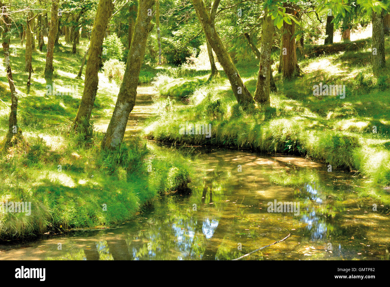 Portugal: Forest creek and oaks in the National Park Peneda Geres Stock Photo
