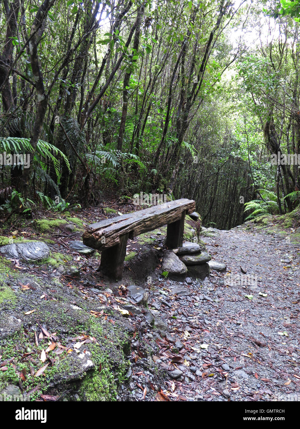 Rain Forest at Franz Josef, South Island, New Zealand Stock Photo