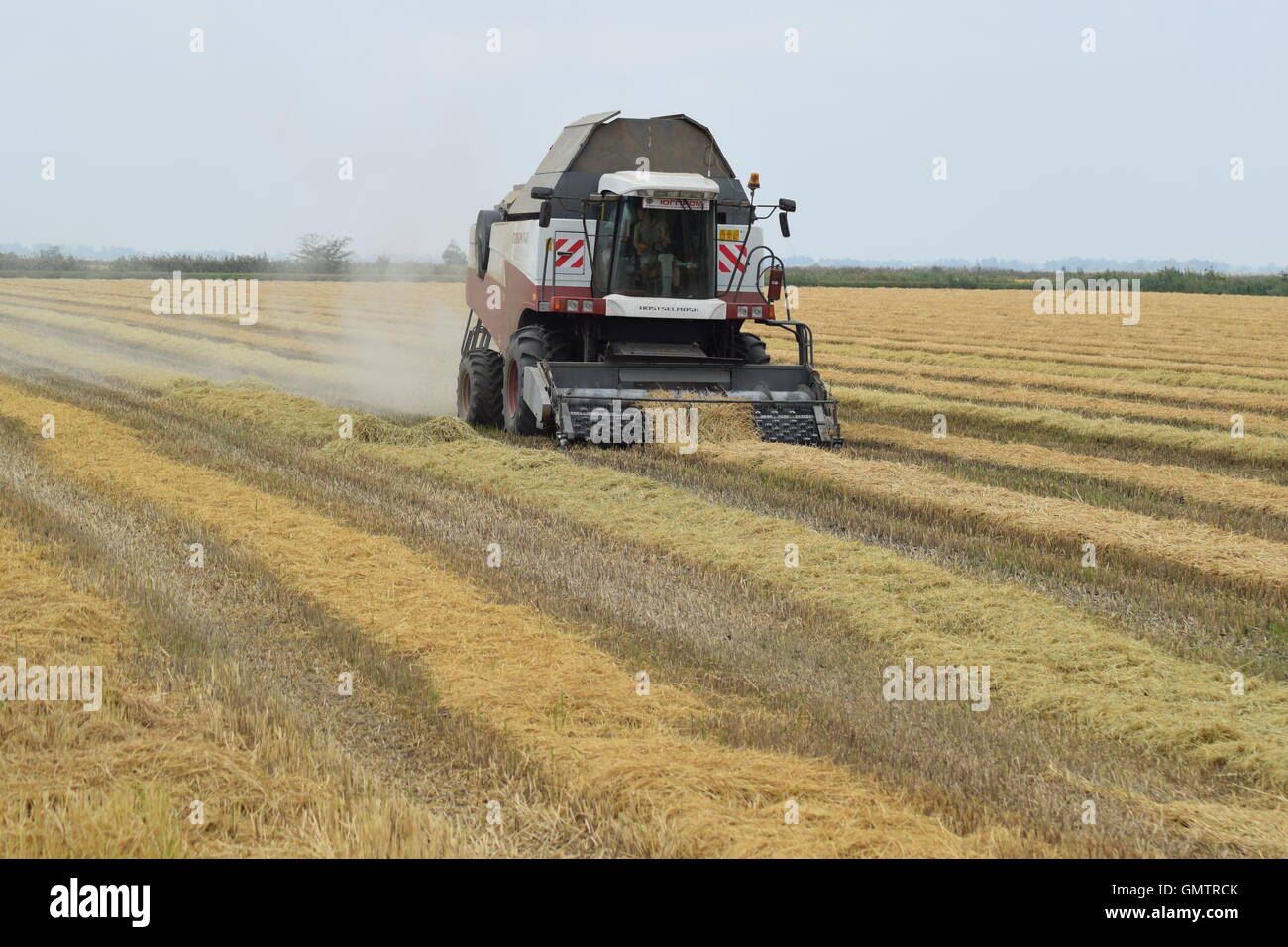 Rice harvesting by the combine Stock Photo - Alamy