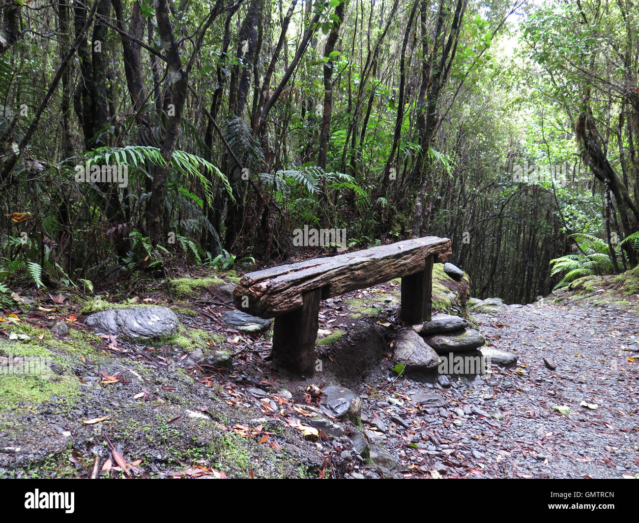 Rain Forest at Franz Josef, South Island, New Zealand Stock Photo