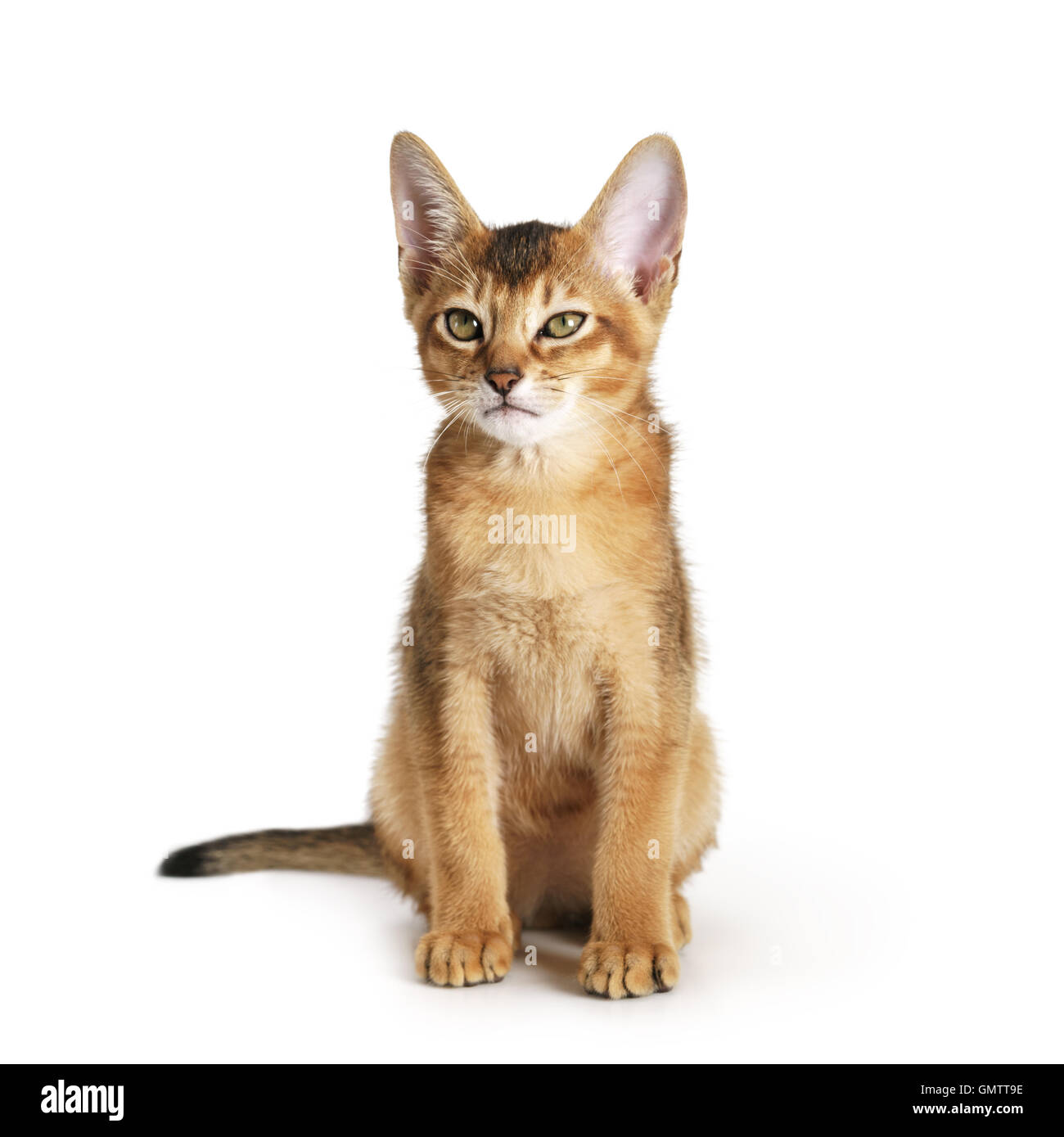 wild color abyssinian kitten 3 month sitting on white background ...