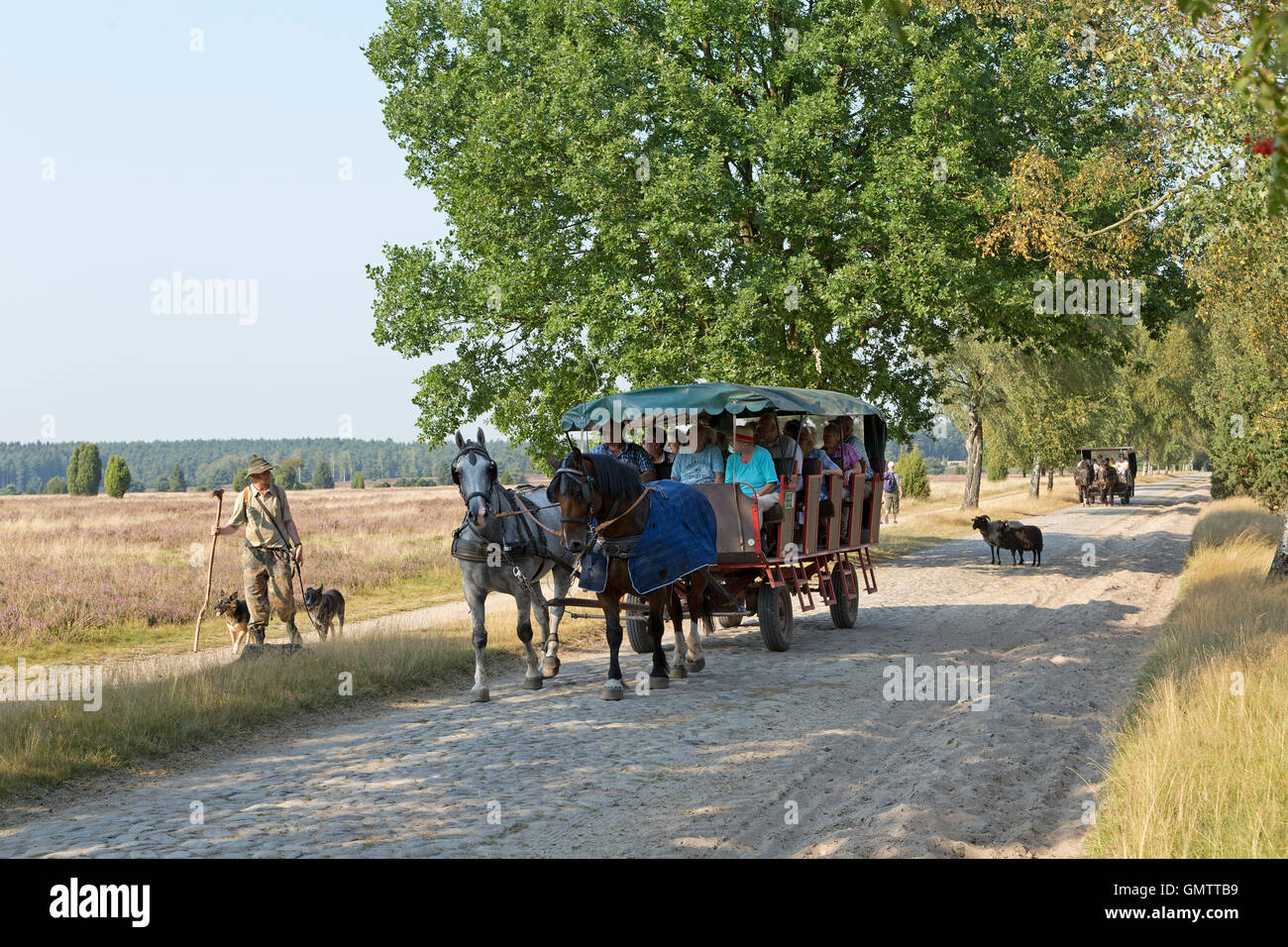 horse-drawn carriages and shepherd Juergen Funck with his sheepdogs at Lueneburg Heath near Wilsede, Lower Saxony, Germany Stock Photo