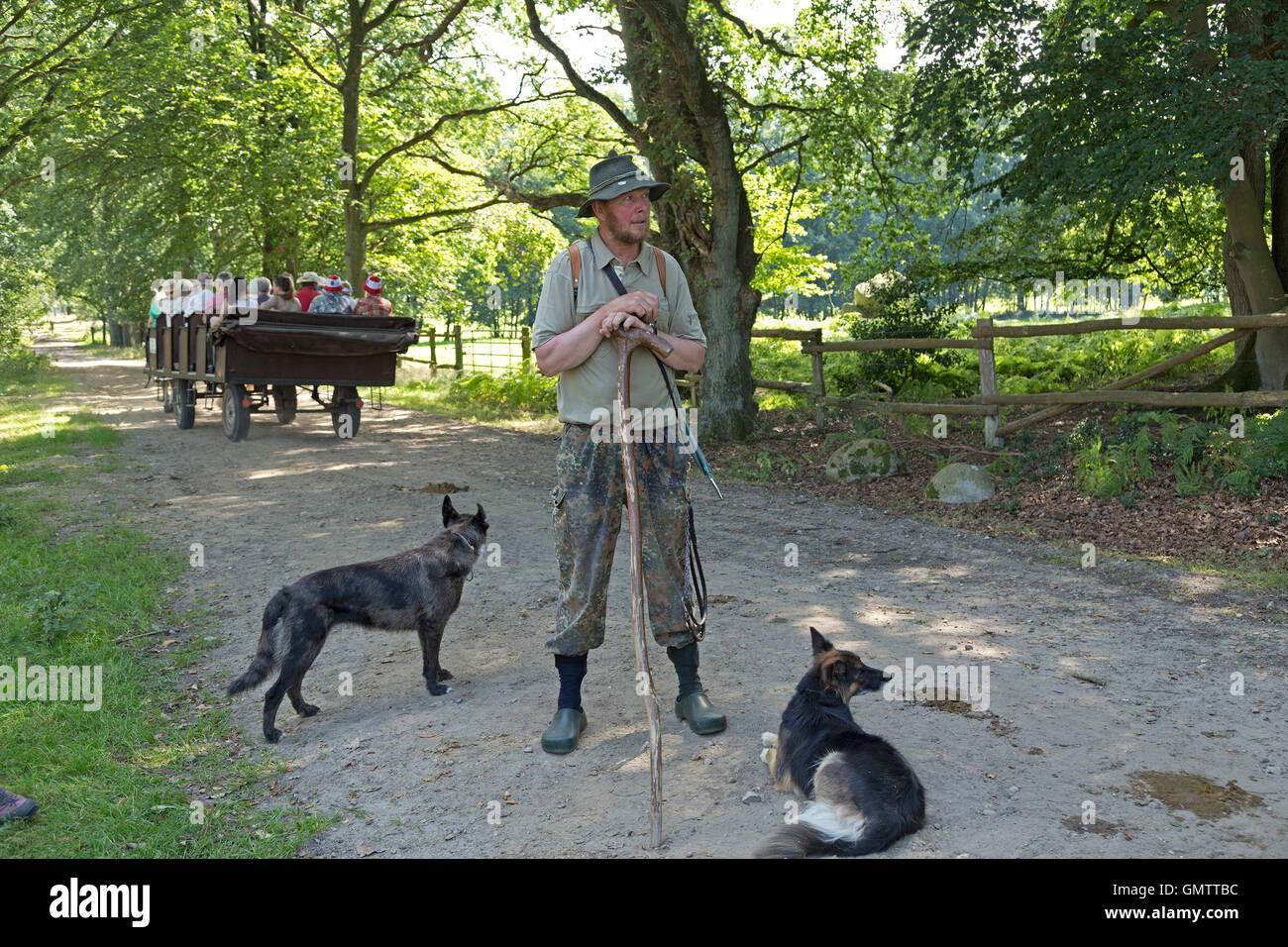 shepherd Juergen Funck with his sheepdogs at Lueneburg Heath near Wilsede, Lower Saxony, Germany Stock Photo