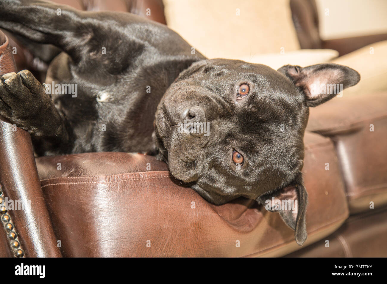 Black Staffordshire Bull Terrier dog lying on a brown leather sofa, couch, with his head hanging off the side. He is looking at Stock Photo