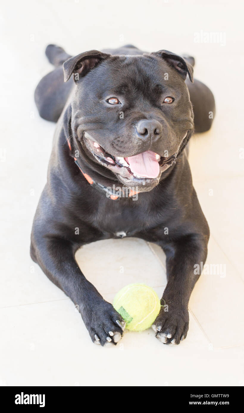 Smiling Staffordshire bull terrier dog, bull breed, with a happy expression, he is a black brindle pedigree dog, holding a ball Stock Photo