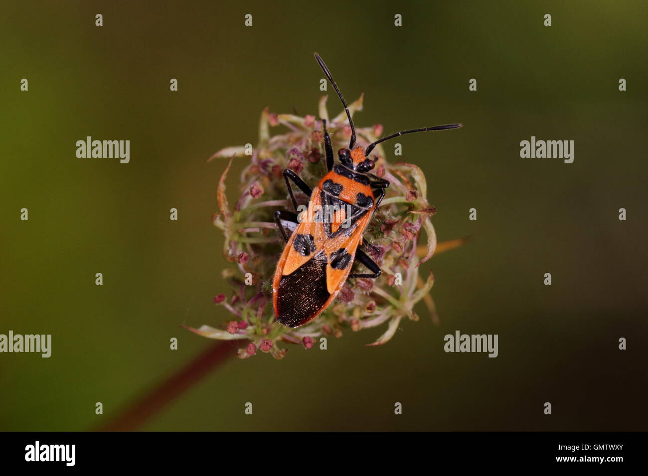 Cinnamon bug hires stock photography and images Alamy