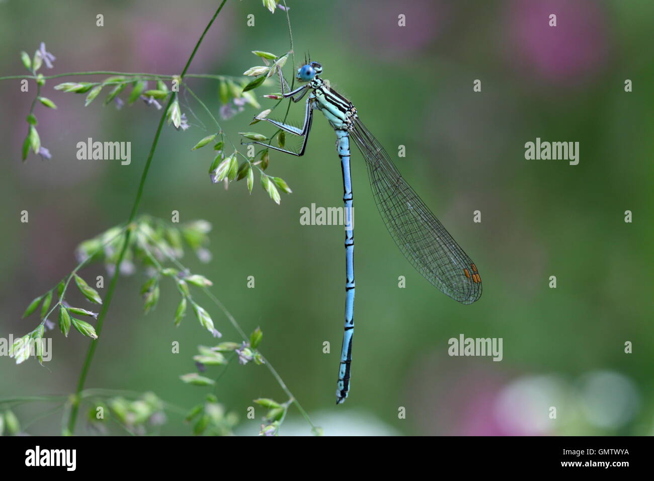 Male White-legged Damselfly Stock Photo - Alamy