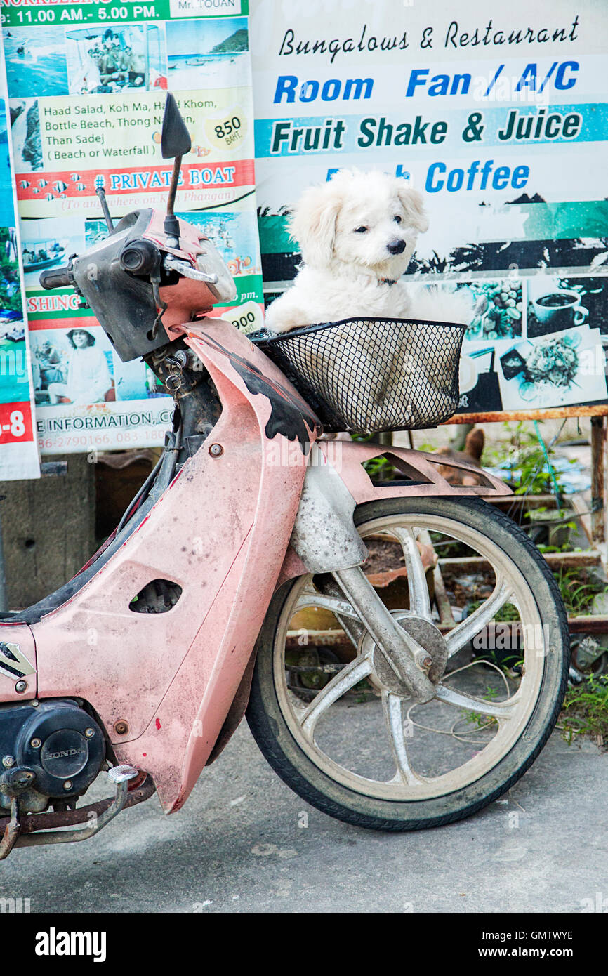 KO PHA NGAN - FEBRUARY 11, 2016: Dog on the motorcycle at Ko Pha Ngan island in Thailand. Island is part of the Samui Archipelag Stock Photo