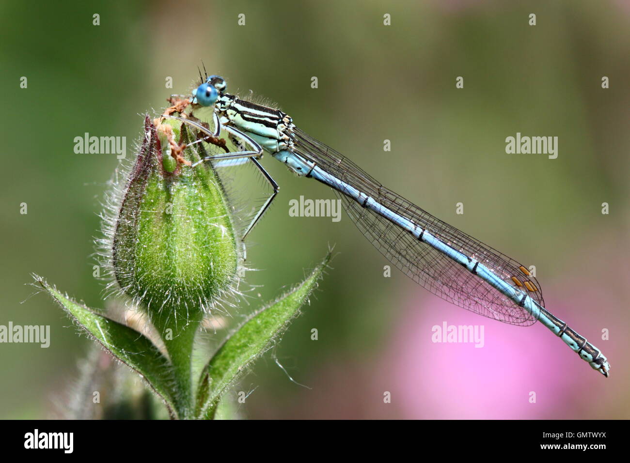 Male white legged damselfly hi-res stock photography and images - Alamy