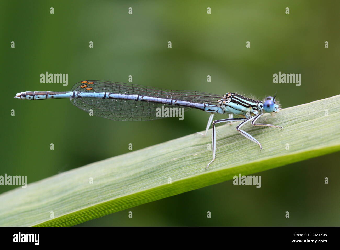 Male White-legged Damselfly Stock Photo - Alamy