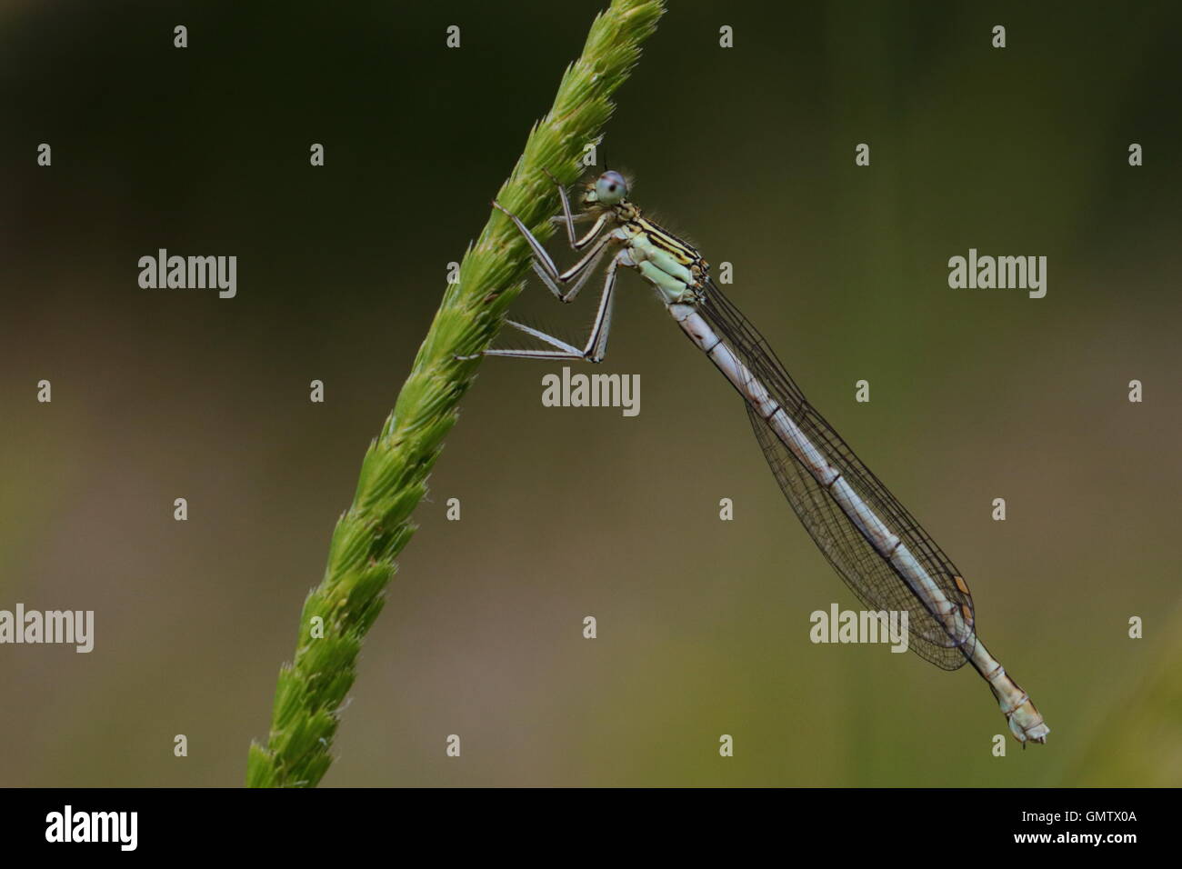 Female White-legged Damselfly Stock Photo - Alamy