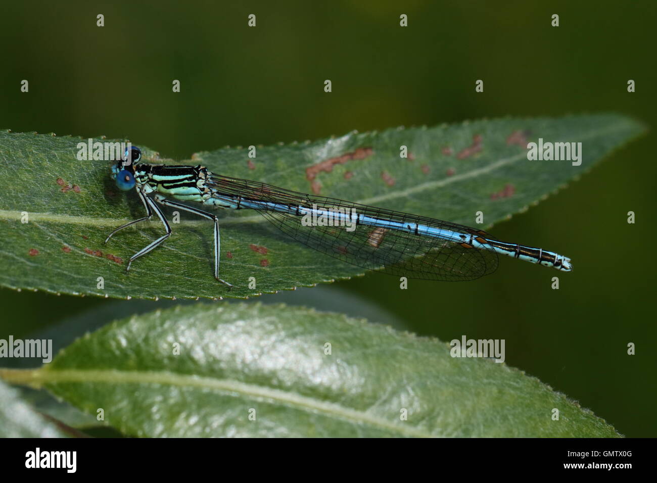 Male White-legged Damselfly Stock Photo - Alamy