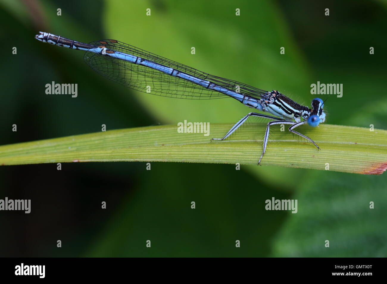 Male White-legged Damselfly Stock Photo - Alamy