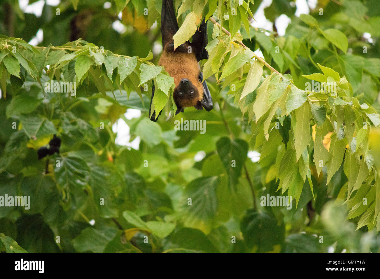 Maldivian fruit bat, also known as flying fox on an island in Maldives