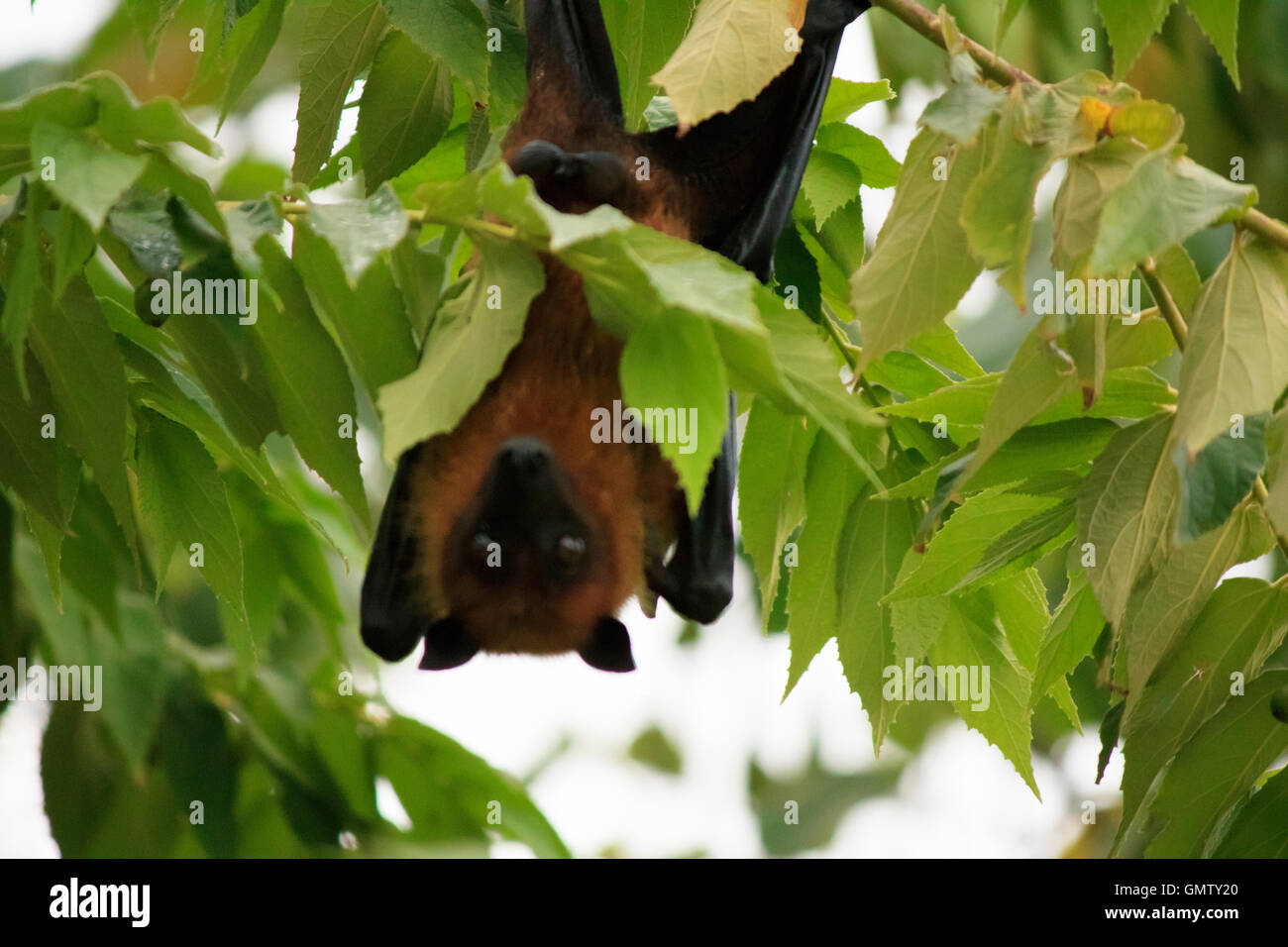 Maldivian fruit bat, also known as flying fox on an island in Maldives