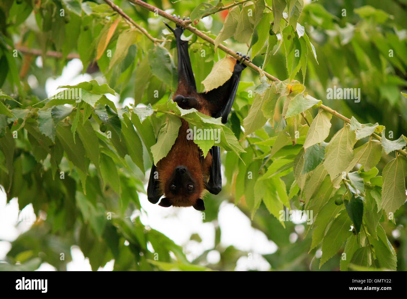 Maldivian fruit bat, also known as flying fox on an island in Maldives Stock Photo