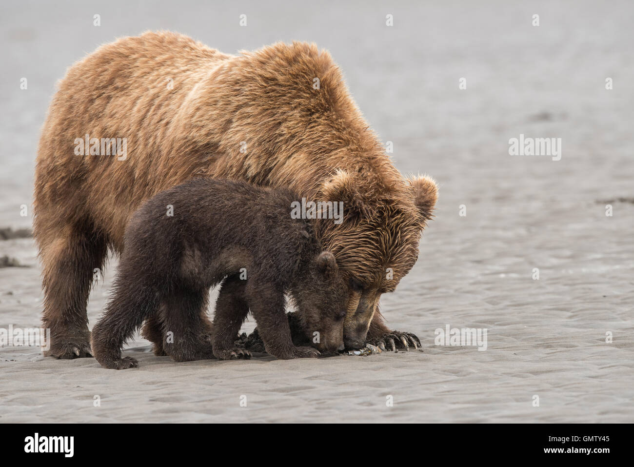 Brown bear clamming Stock Photo - Alamy