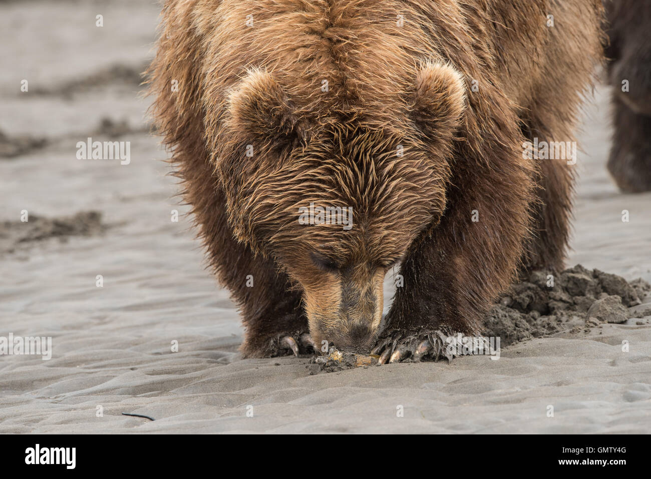 Brown bear clamming Stock Photo - Alamy