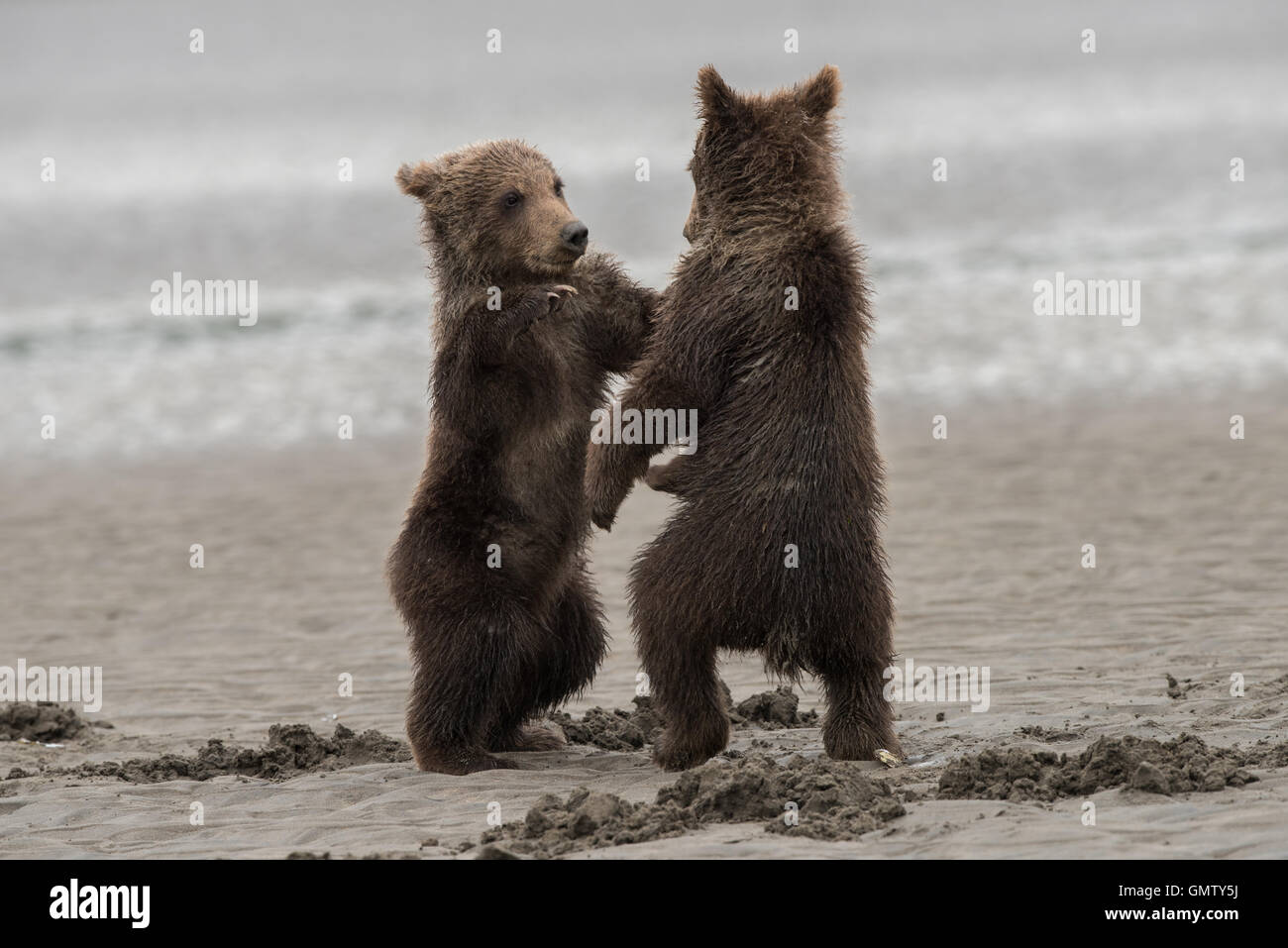 Alaskan brown bear cubs playing Stock Photo - Alamy